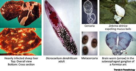 Dicrocoelium dendriticum: Trends in Parasitology