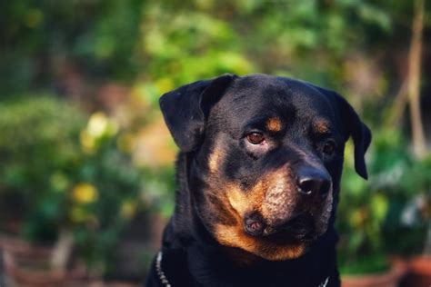 Symptoms of Rottweiler Common Health Problems- All that is Important to Know