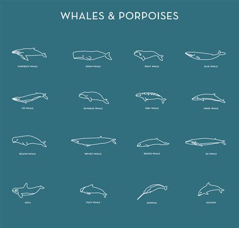 Whales Are Weird Free Line Art or Icon Set