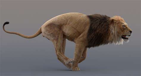 3D Lion Animated — Missset