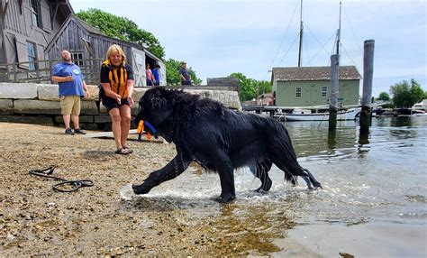 Newfoundland Dog Training - Mystic Seaport Museum