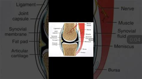 Hilton's Law General anatomy - YouTube