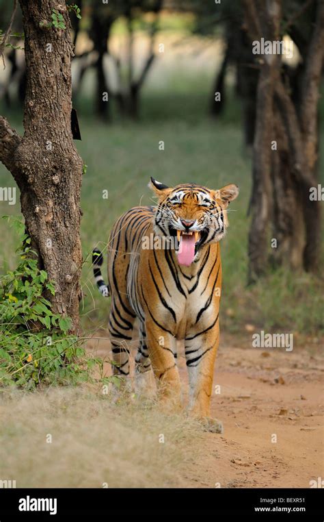 Bengal tiger displaying flehmen behavior in the jungles of Ranthambore tiger reserve in India ...