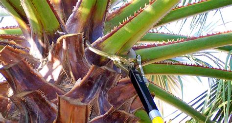 How to Properly Prune Your Palm Tree - Top 20 Tips