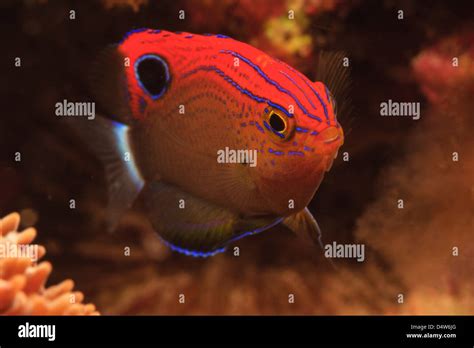 Damselfish swimming in coral reef Stock Photo - Alamy