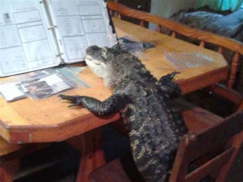 Florida Woman Gets License to Keep Her Pet Alligator 'Rambo' - ABC News