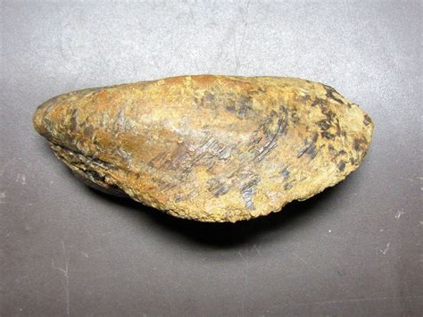 Modiolus giganteus (Quenstedt 1857) - Members Gallery - The Fossil Forum