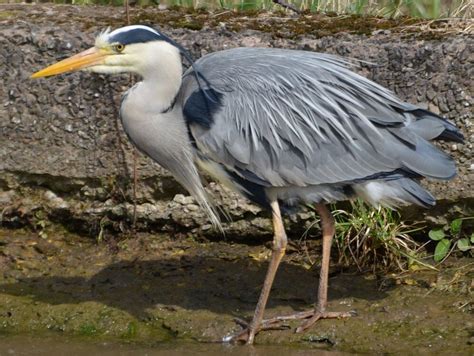 Ardeidae - Herons and Egrets - BRITISH NATURE GUIDE