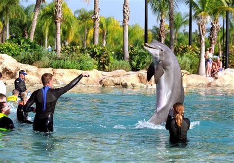 Dolphin Display Discovery Cove Florida Editorial Stock Photo - Stock Image | Shutterstock