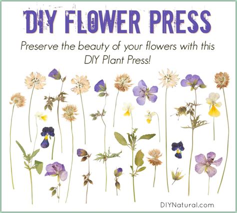 Pressing Flowers with A Homemade Flower and Plant Press