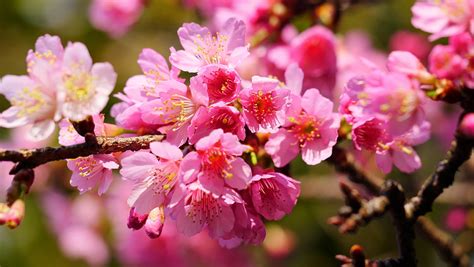 Close up photo of pink cherry blossom, yangmingshan HD wallpaper | Wallpaper Flare