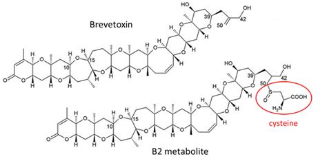 Common Brevetoxin Metabolite Found in Gulf of Mexico Oysters May Not be ...