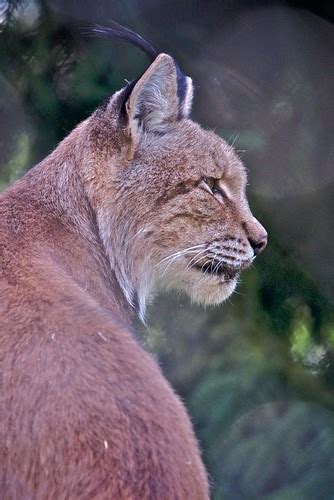 Endangered species - LYNX | This picture has been taken at t… | Flickr