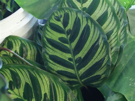 Calathea Leaves – Green Point Nurseries, Inc