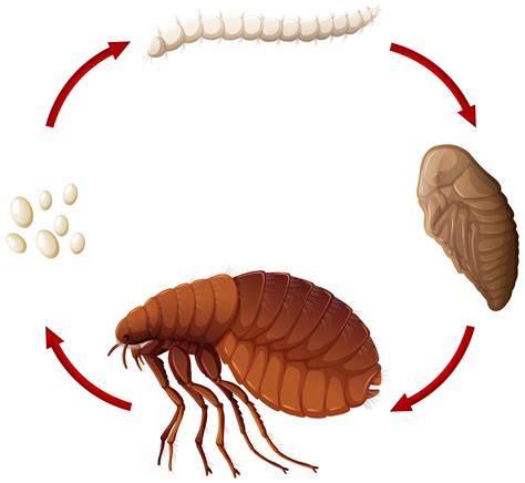 Life Cycle Of Flea Beetle