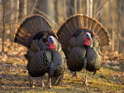 The Wild Turkey | Finger Lakes Land Trust