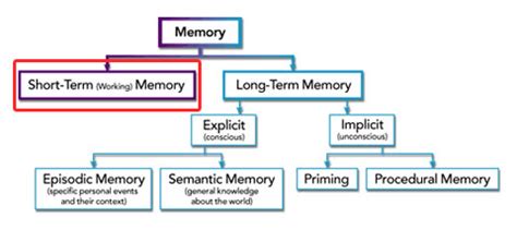 Short-Term Memory - DynamicBrain