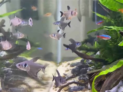 Black Phantom Tetra: A Complete Guide to Care and Breeding