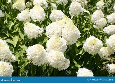 Cluster of Blooming White Annabelle Flowers Stock Photo - Image of ...