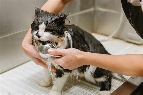 What Can I Use To Wash My Cat? - Pets Gal