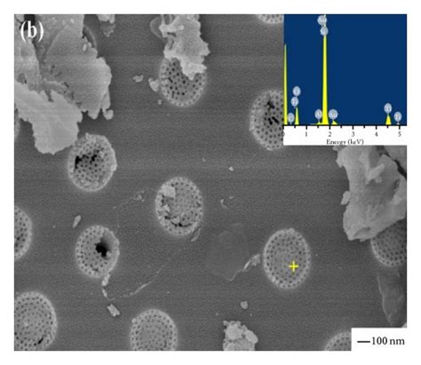 The microstructure of diatomite and TiO2/diatomite composite. | Download Scientific Diagram