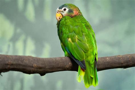 The Ultimate List of Parrot Names (From Tweety to Long John Silver) - A ...