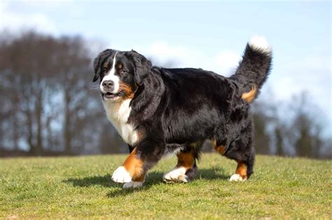 How Much Do Bernese Mountain Dogs Cost? (2024 Guide)