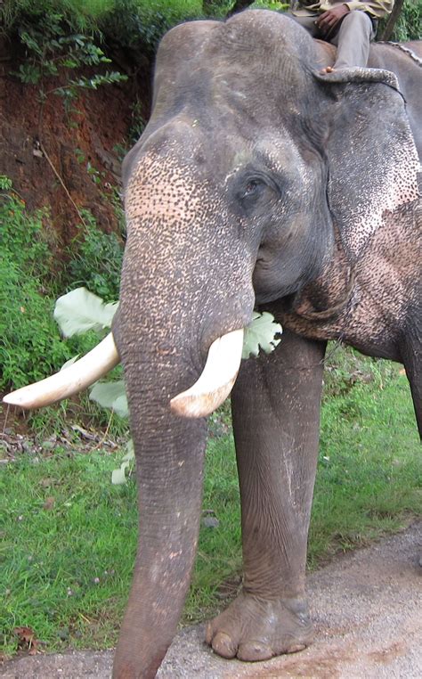 Colonel Hathi 🐘 Angry! "Marching Sir" 🫡 | Elephant Smash Gets Hurt : r/Elephants