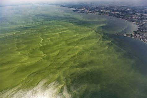 A Growing Epidemic of Toxic Algal Blooms | Great Lakes Now