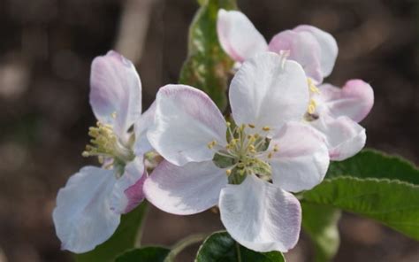 Cripps Pink apple trees for sale, EU delivery