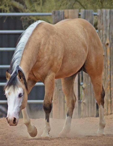 Striking Zebra Dun | Pretty horses, Beautiful horses, American paint horse