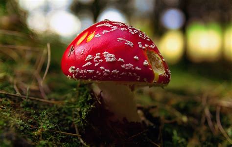 Red Mushroom on Behance