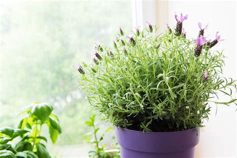 Lavender Plants Indoors