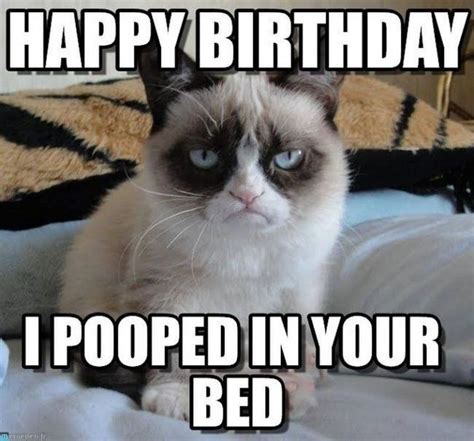 101 Funny Cat Happy Birthday Memes | Funny happy birthday meme ...