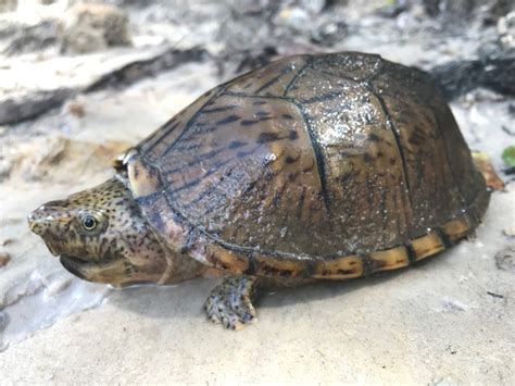 Razor-backed Musk Turtle, Allen Parish | Brad Glorioso’s Personal ...