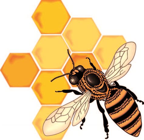 Bee honey honeycomb vector Free Vector / 4Vector