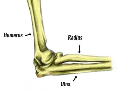 Elbow Muscles - Sportsinjuryclinic.net Origin, Insertion and Actions