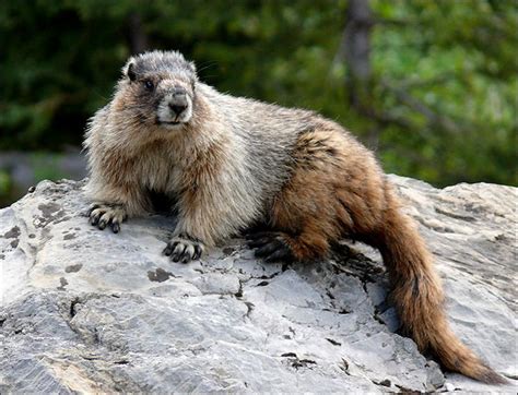 Image result for hoary marmot (With images) | Silly animals, Marmot, Pinniped