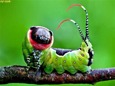 Animal Caterpillar Wallpaper Cool Insects, Bugs And Insects, Beautiful ...