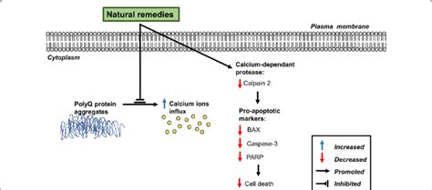 Schematic diagram of the maintenance of intracellular calcium... | Download Scientific Diagram