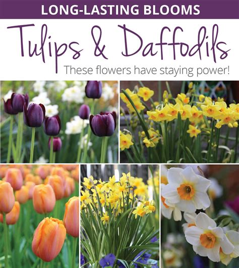 Long-Lasting Tulips and Daffodils? Start Here – Longfield Gardens