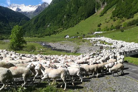 French Herding Vocabulary 🐑