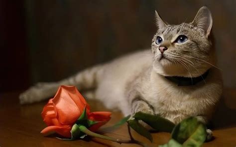 Beautiful Cats Wallpapers - WallpaperSafari