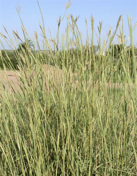 Big Bluestem: One of The Big Four Grasses | Bamert Seed