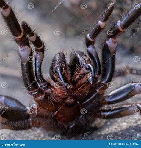 Sydney Funnel Web Spider stock photo. Image of sydney - 300811228