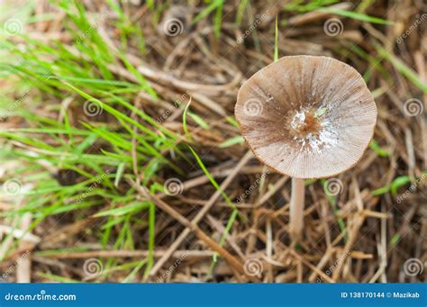 Mushrooms Grow on Old Straw Stock Photo - Image of fungai, grow: 138170144