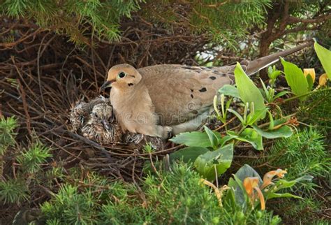 Nesting Mourning Dove stock image. Image of young, mourning - 15164291