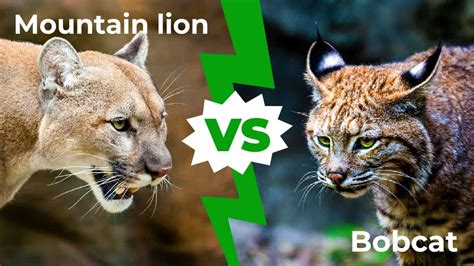 Mountain Lion vs Bobcat: Who Would Win in a Fight? - AZ Animals