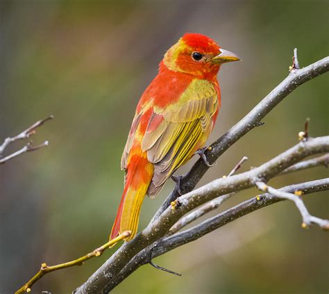 Summer Tanager Immature Male Photograph by Ricky L Jones | Fine Art America