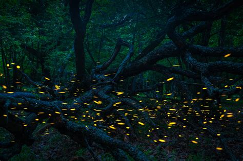 Incredible Photos of Fireflies and Tips on How to Make Your Own - The Shutterstock Blog